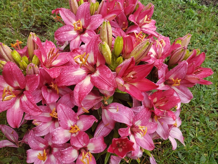 flowers (idk how to spell the name)