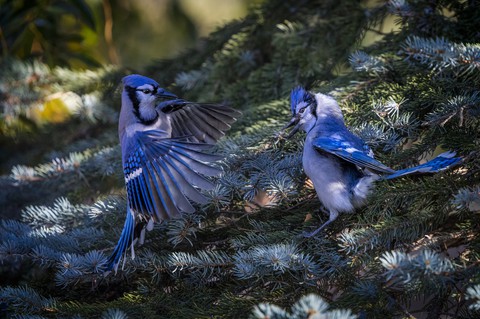 bird, bluebird háttérképek