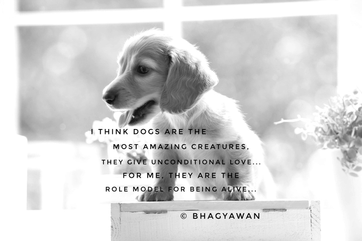 dogs lover