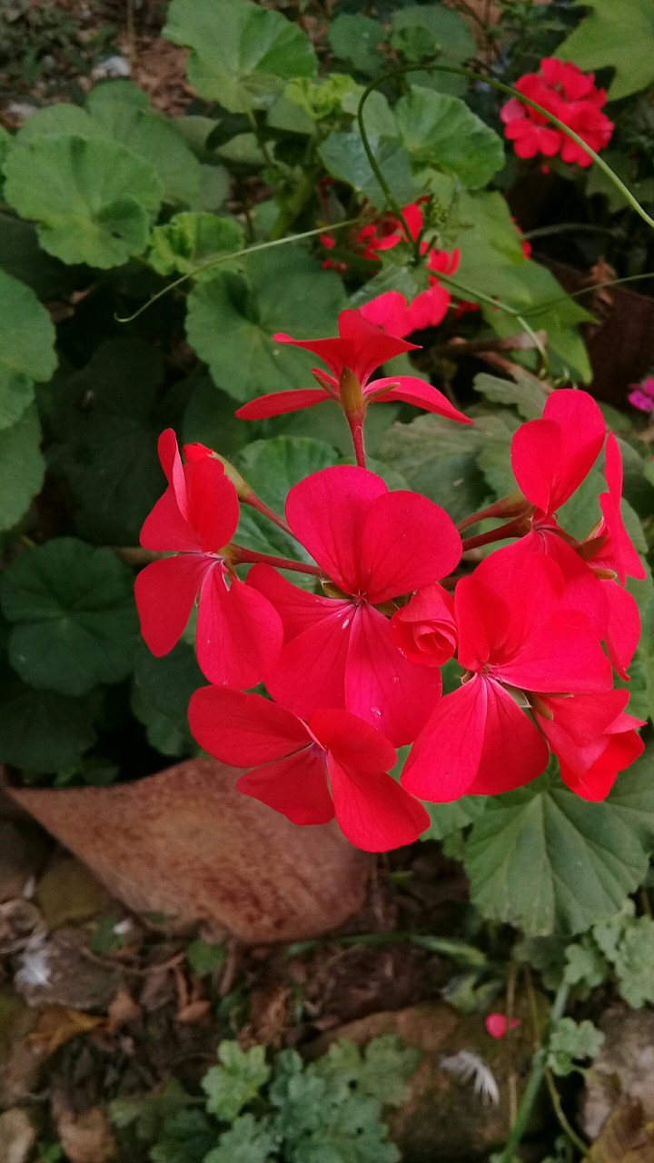 Flower