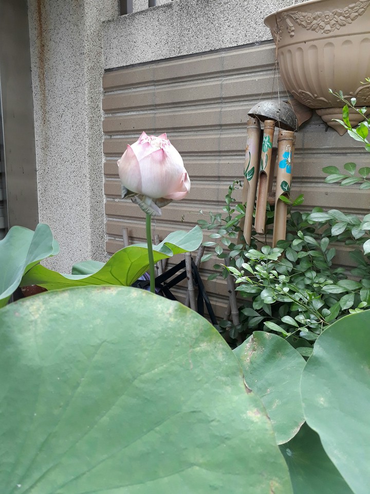 Lotus flower 荷花