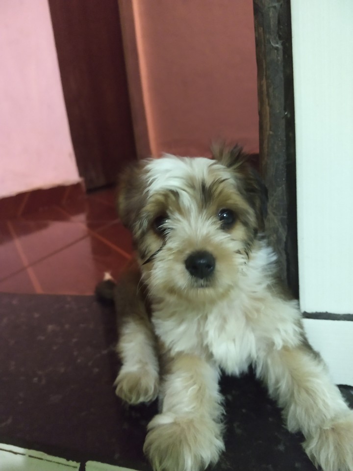 cachorro