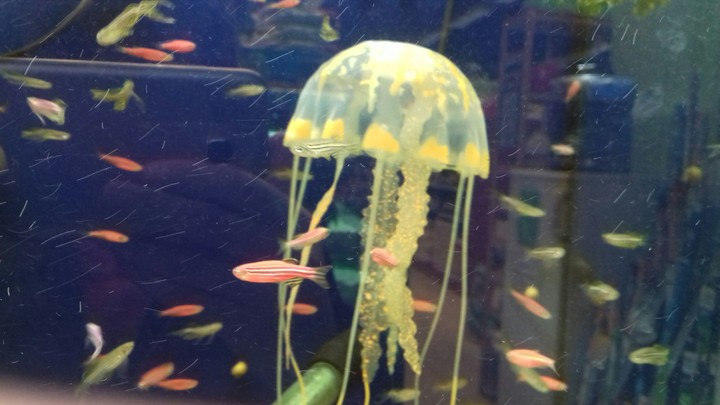 coral