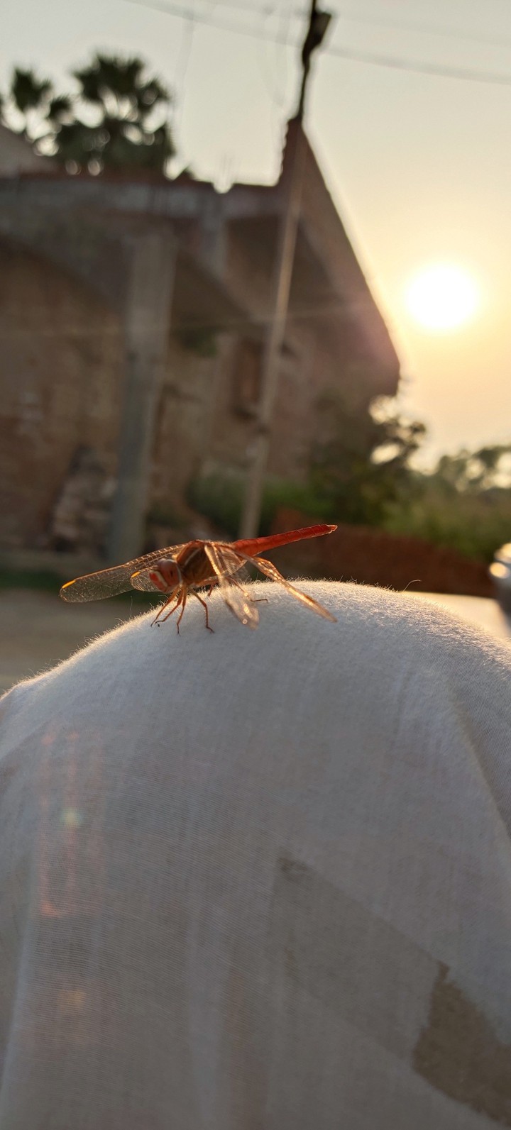 Dragonflies