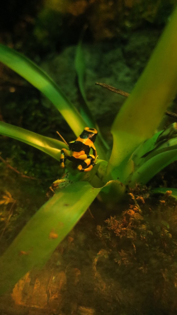Pairi Daiza