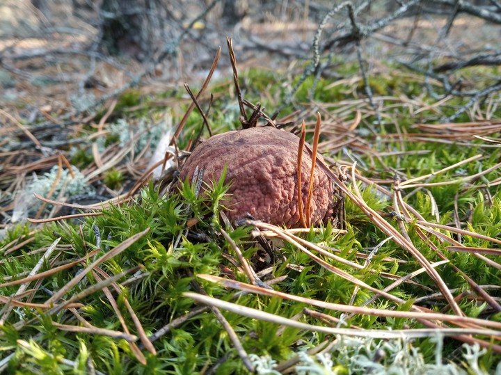 mushroom