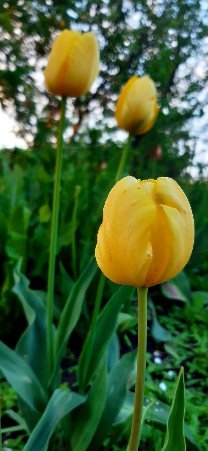 #tulip