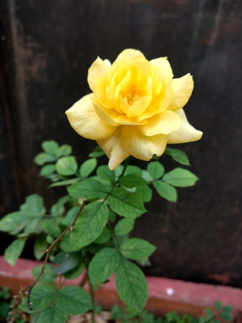 The Rose