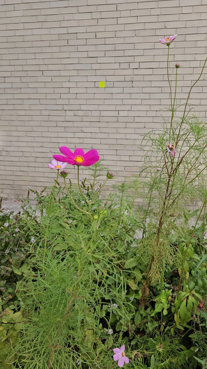 Garden in the Fall