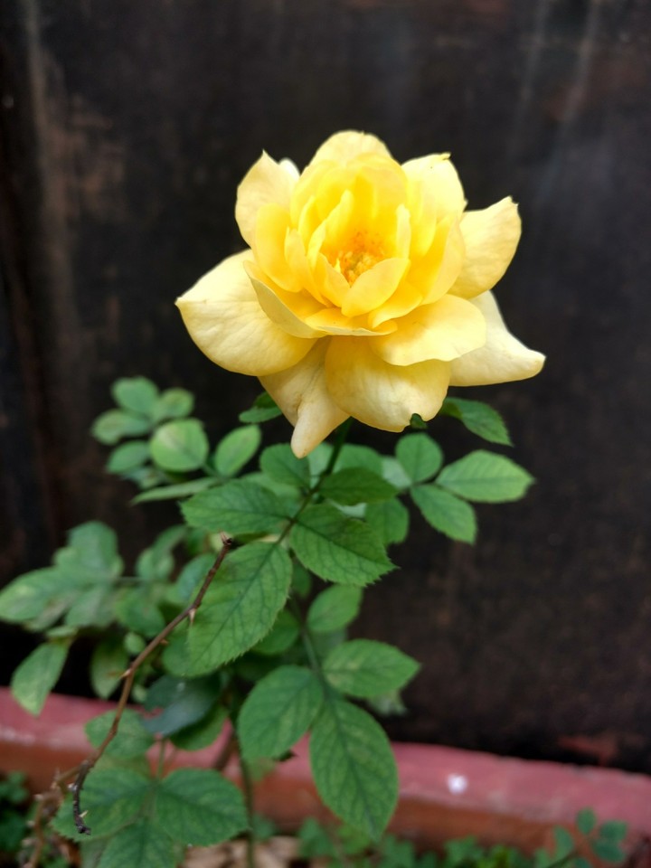 The Rose