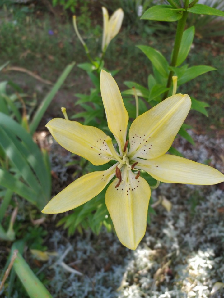 yellow flower