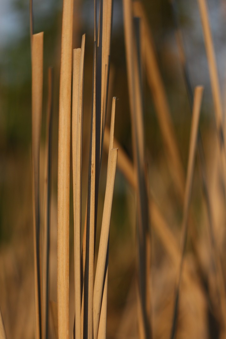 Grass