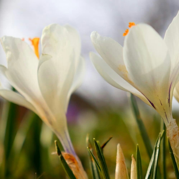 Lente.