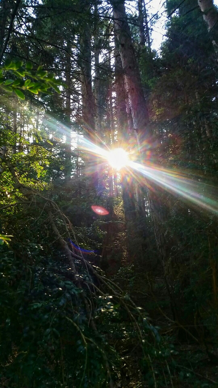 Catch The Sun