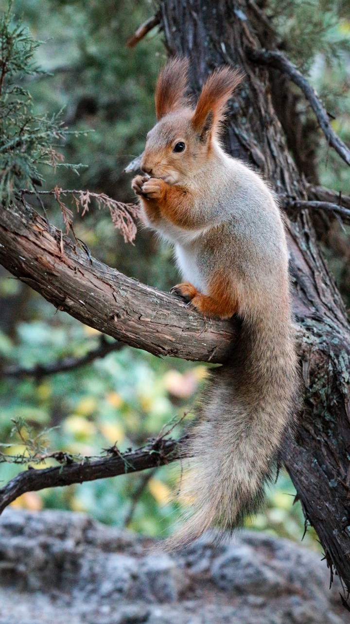 Squirrel