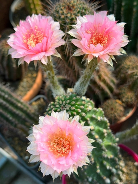 Cactus, thorns Hintergrundbilder