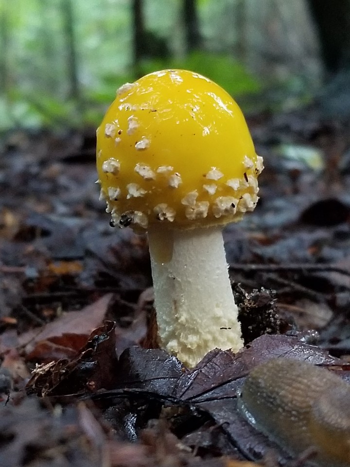 yellow toadstool
