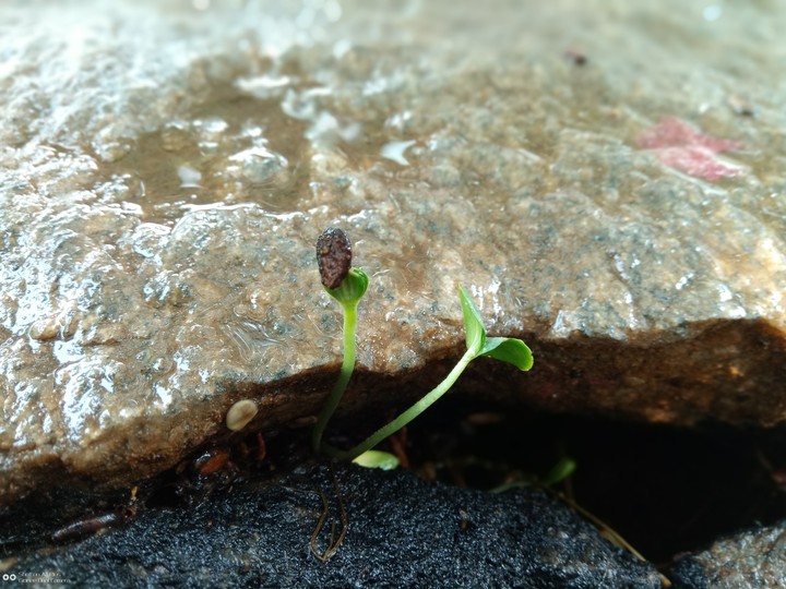 seed