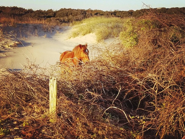 A Diamond Wild Horse