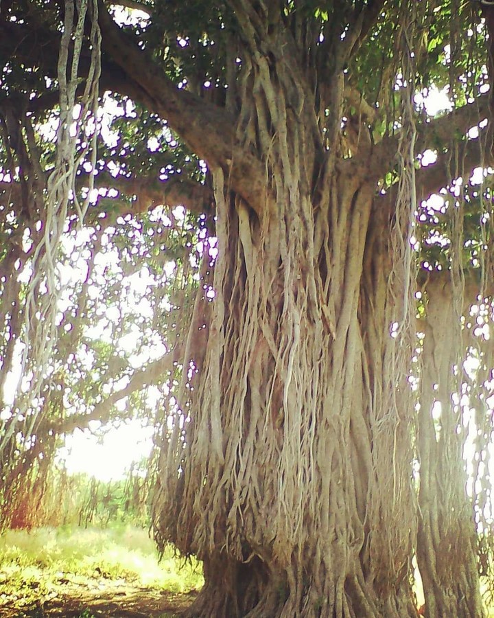nature