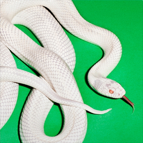 hình nền mambas, vipers