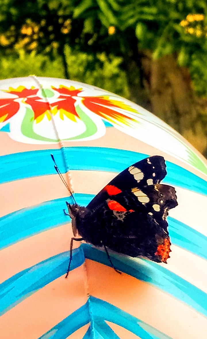 motyl