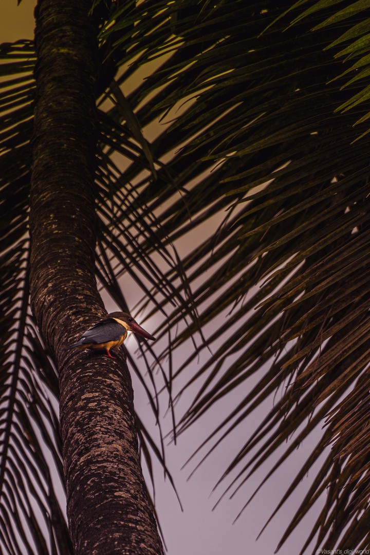 bird