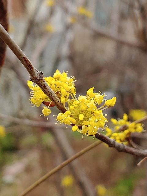 hình nền flower, tree