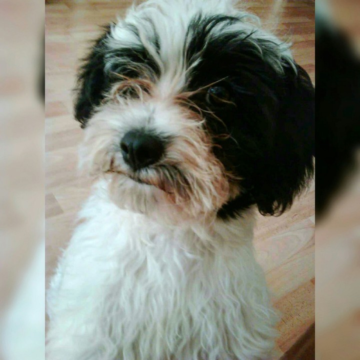 puppy