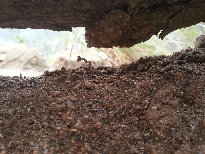 forest sand