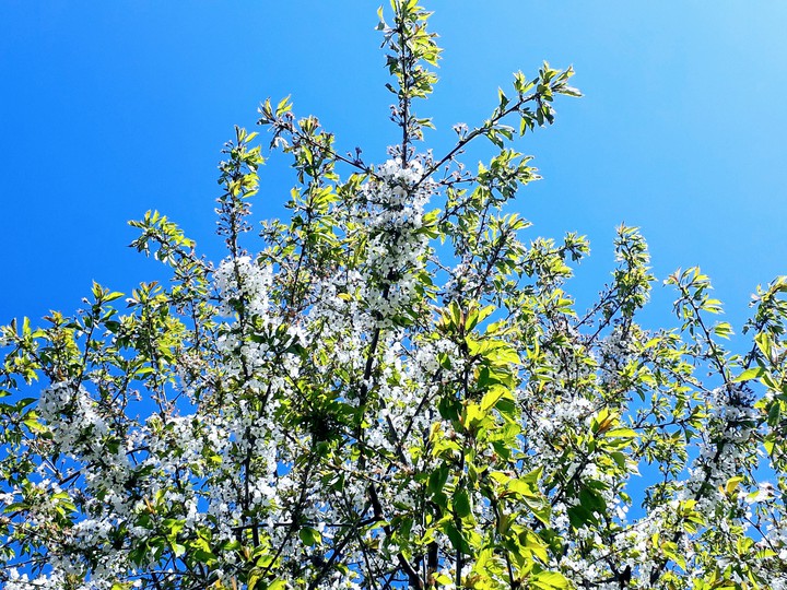 lovely cherrytree