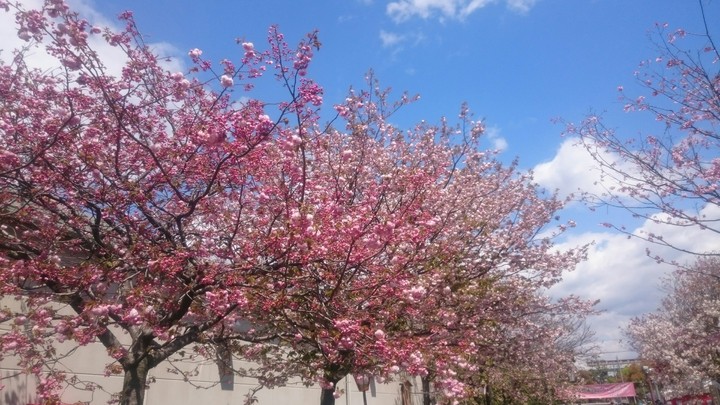 桜並木