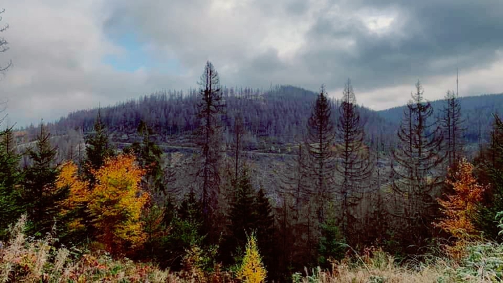 Autumn - In the Woods