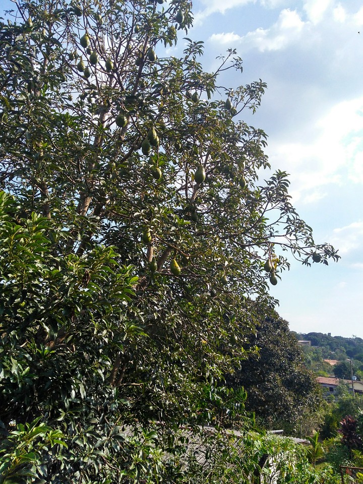 Natureza, 