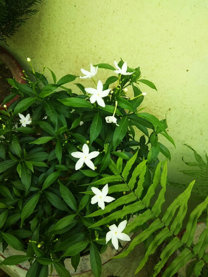 White flowers on a pot.