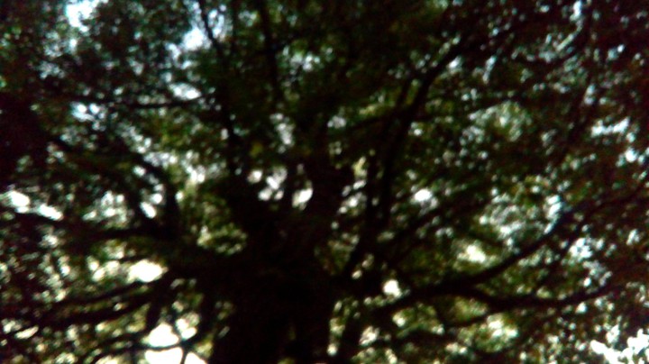 tree