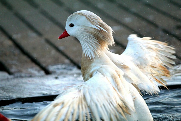 flying duck