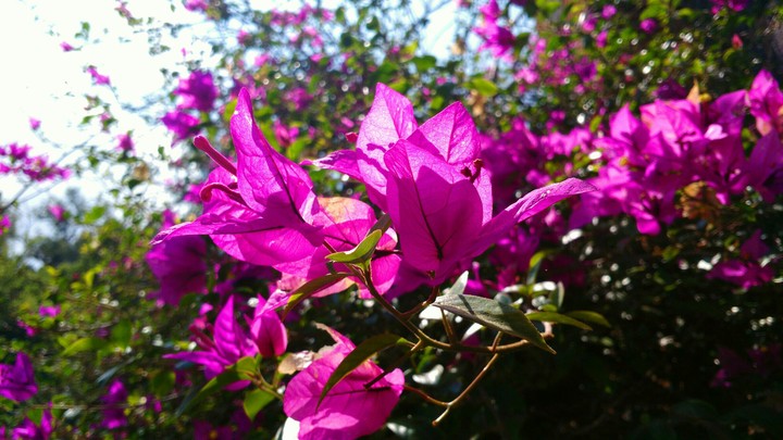 flower-plant
