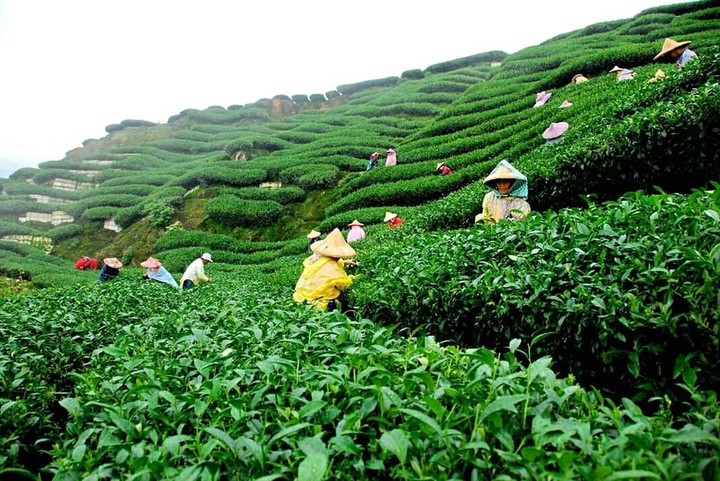 Assam