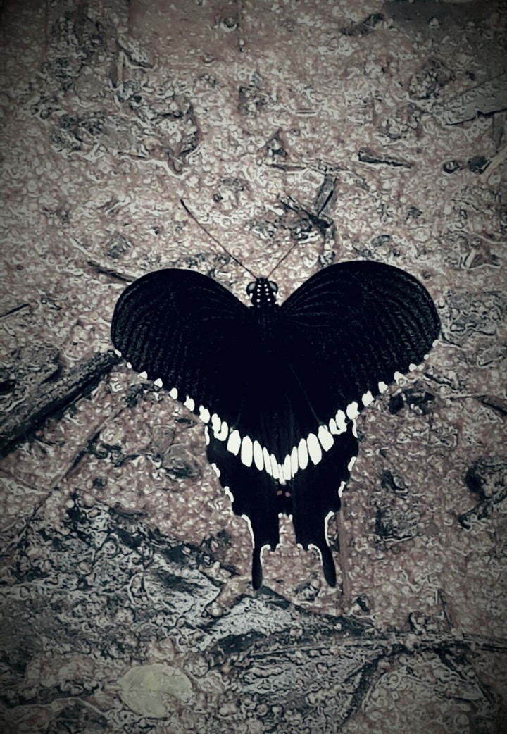 Nature Love