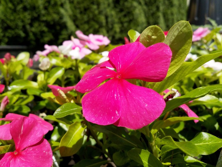 цветы flawers
