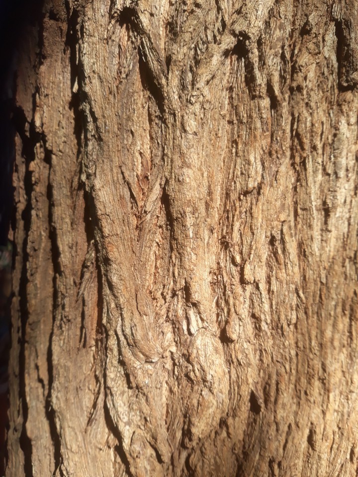 Oak wood