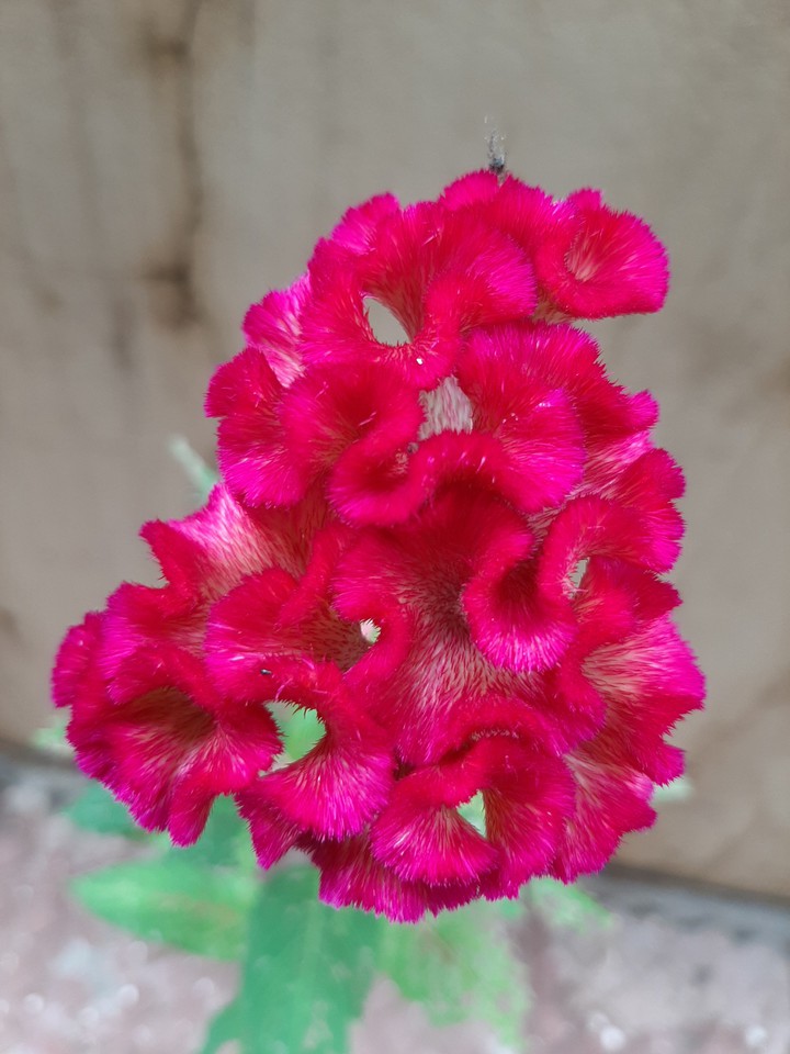 pink flower