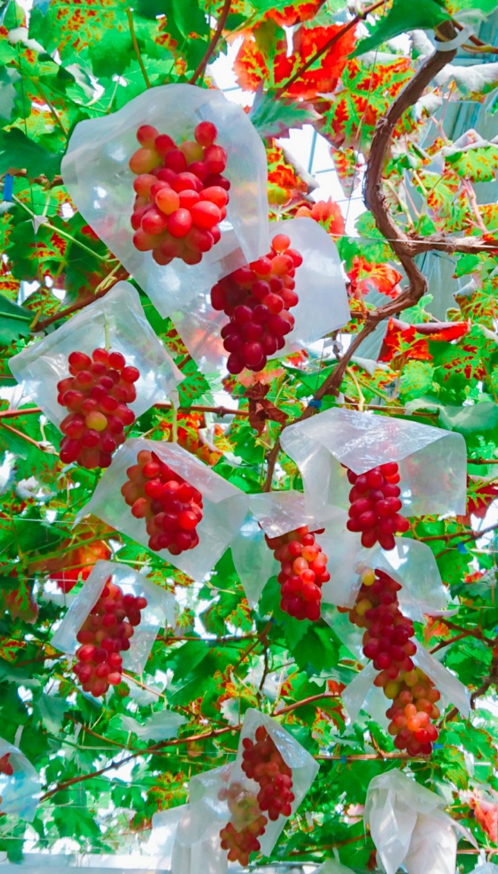 Grapes