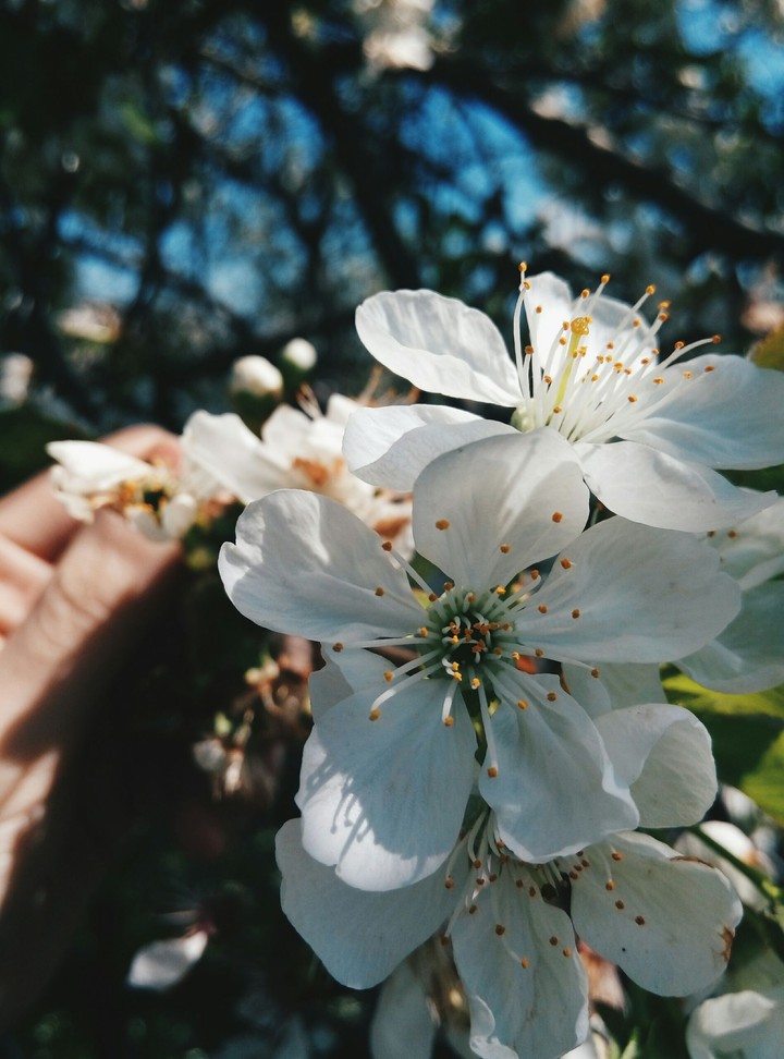magic blossoms