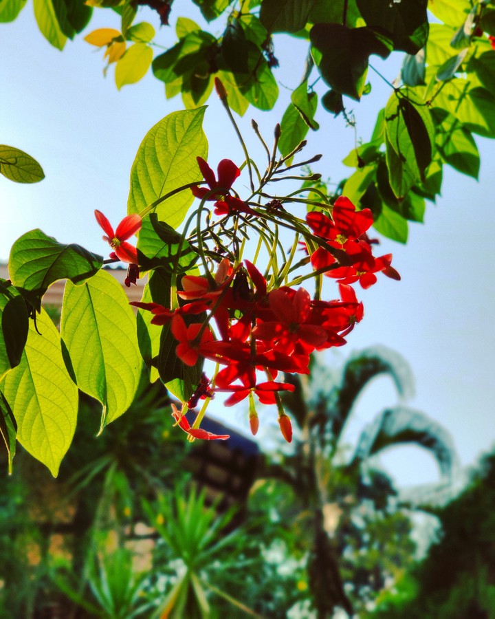 Nature