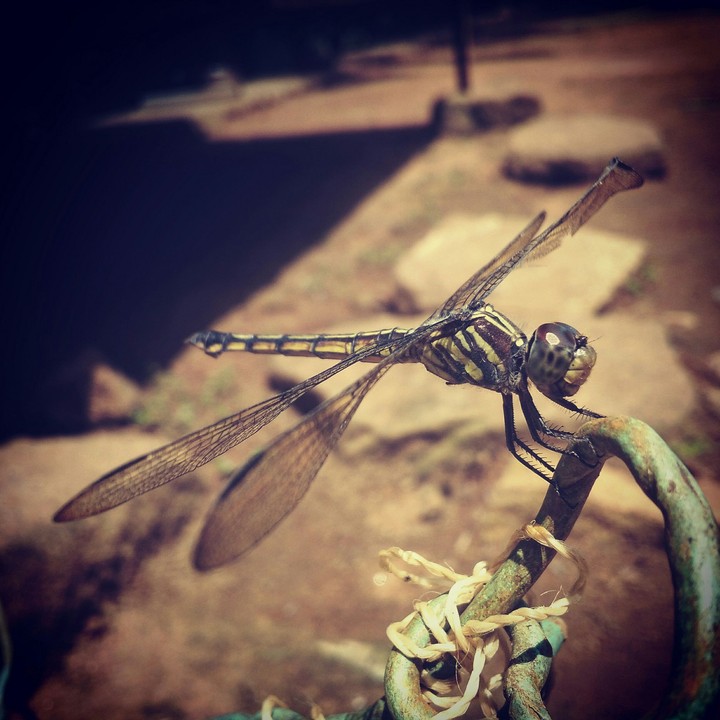 dragon fly