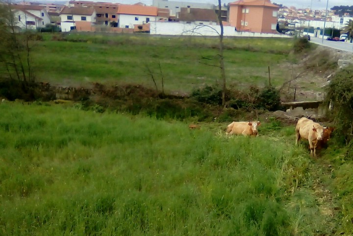 natureza