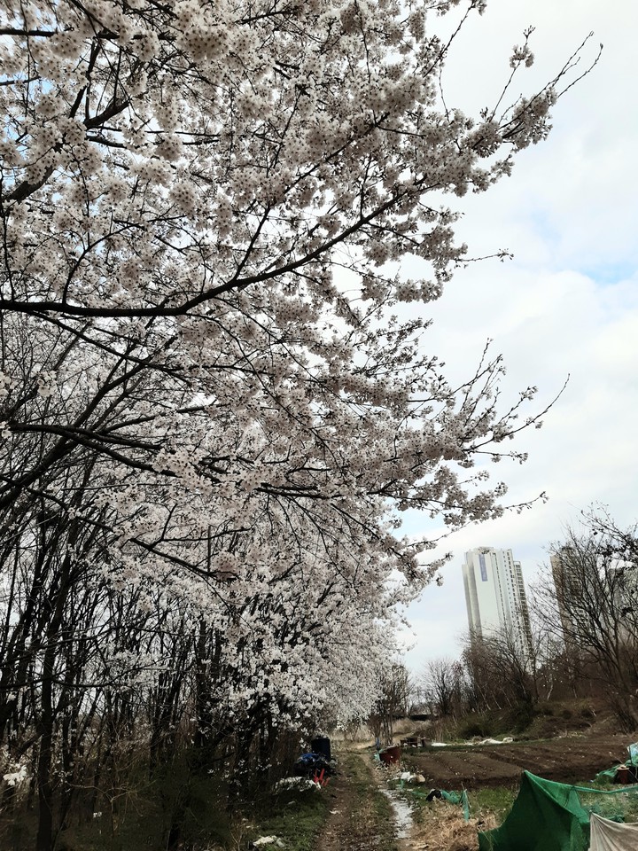 날마다 꽃길