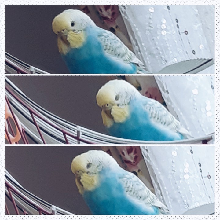 budgie baby sleepy